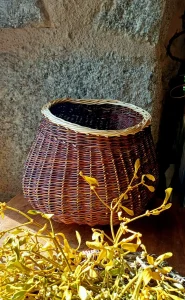 corbeille organique en osier cultivé