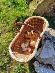 Panier à champignons
panier à provisions