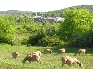 GAEC des Traversiers, fromages fermiers de brebis (La Couvertoirade)