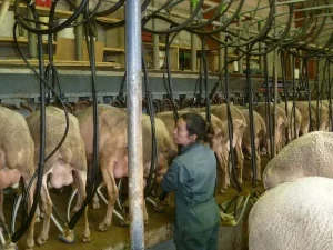 GAEC des Traversiers,fromages fermiers de brebis (La Couvertoirade)