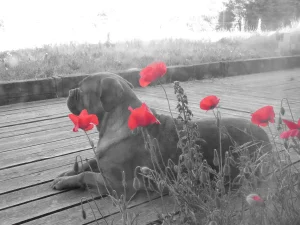 coquelicot