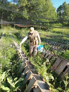 Nourrissage à la farine