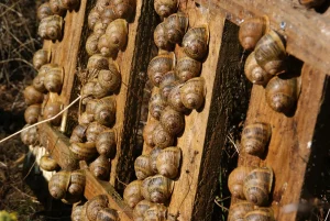 Escargots sur les planches
